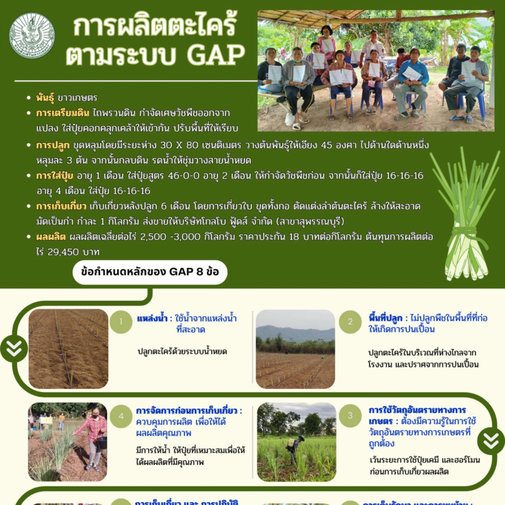 การผลิตตะไคร้ตามระบบ GAP