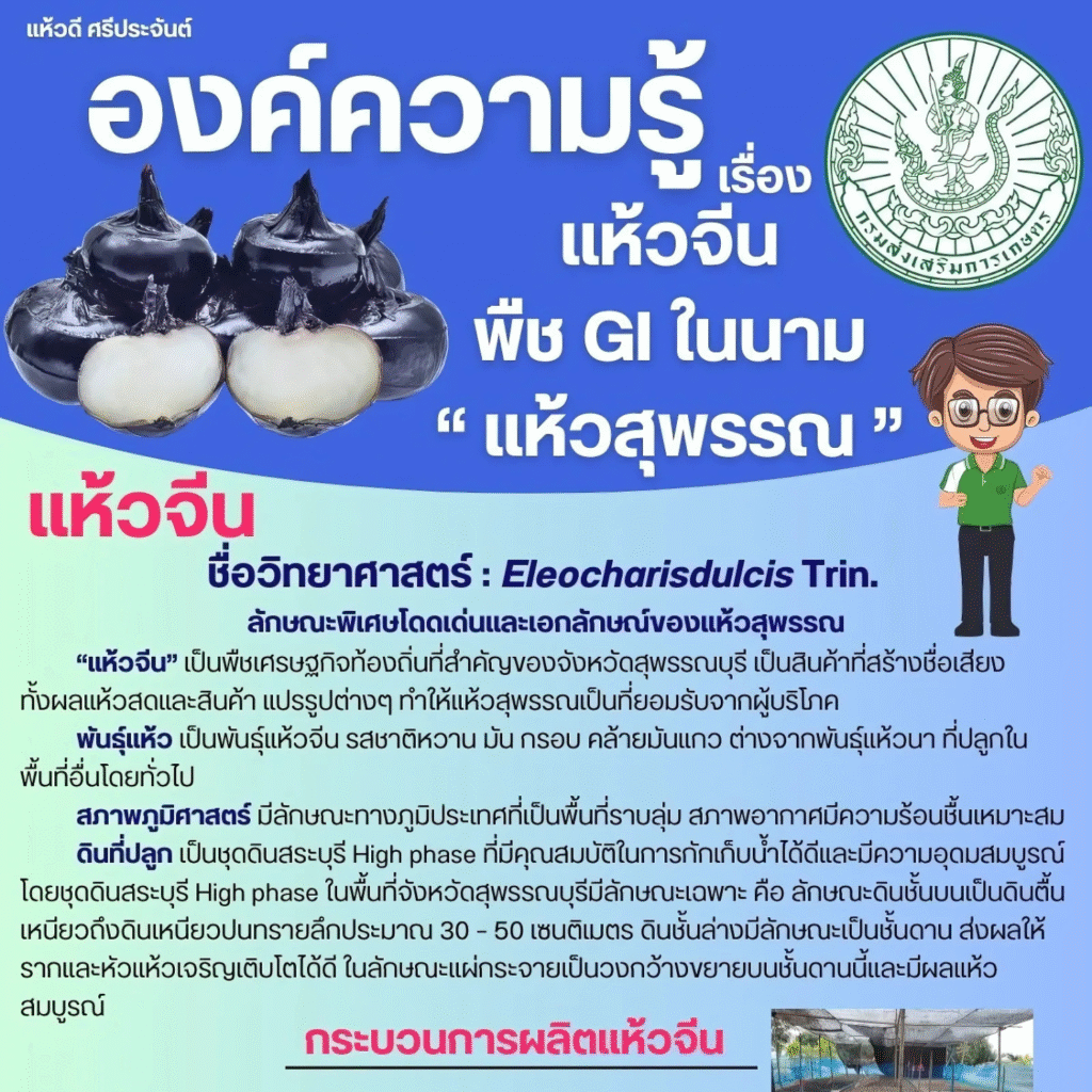 องค์ความรู้เรื่องแห้วจีน พืช GI ในนาม “แห้วสุพรรณ”