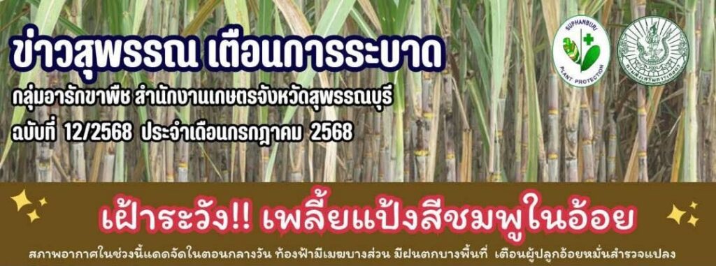 เกษตรสุพรรณบุรี เตือนการระบาด ฉบับที่ 12/2568 เฝ้าระวัง!! เพลี้ยแป้งสีชมพูในอ้อย