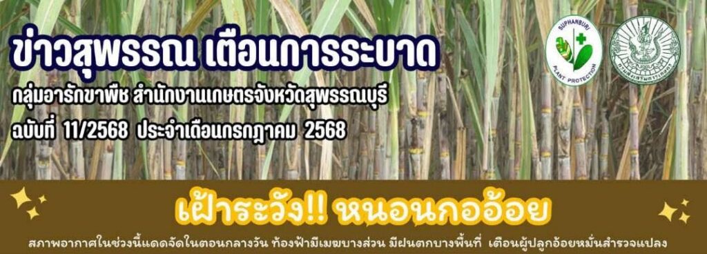 เกษตรสุพรรณบุรี เตือนการระบาด ฉบับที่ 11/2568 เฝ้าระวัง!! หนอนกออ้อย
