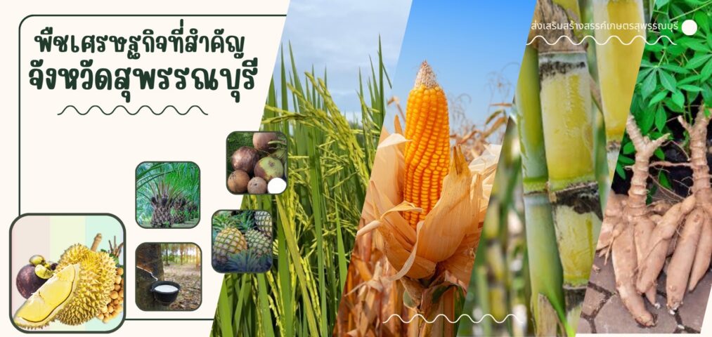 แบนเนอร์พืชสำคัญจังหวัดสุพรรณบุรี
